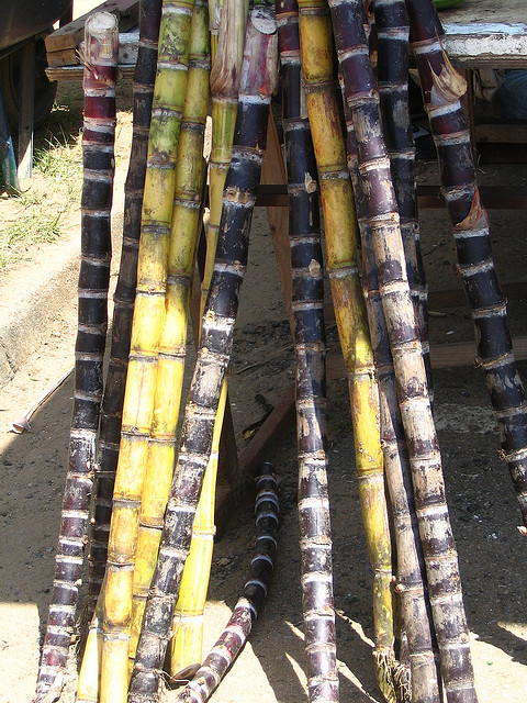 sugarcane 甘蔗