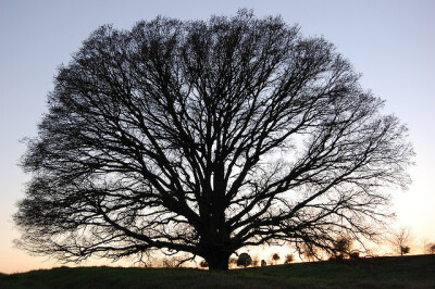 oak 橡树