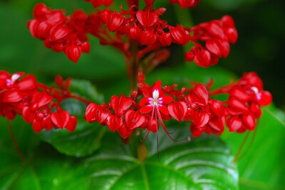 Clerodendrum japonicum 赪桐.落叶灌木，株高1～2m。幼枝有毛，叶宽卵形，边缘有细腺齿，叶背有黄色腺点。圆锥状聚伞花序顶生，花红色，花冠五裂，冠筒细长，花期5～7月。果实球形、蓝黑色，果熟期9～10月。