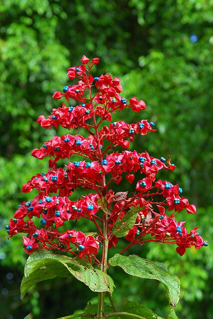 Clerodendrum japonicum 赪桐♥ 别名：百日红 落叶灌木，株高1～2m。幼枝有毛，叶宽卵形，边缘有细腺齿，叶背有黄色腺点。圆锥状聚伞花序顶生，花红色，花冠五裂，冠筒细长，花期5～7月。果实球形、蓝黑色，果熟期9～10月。