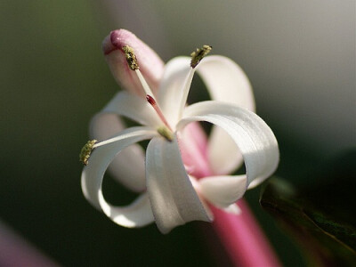 Clerodendrum quadrilocular 焰火树♥ 别名：星烁山茉莉、流星花♥ 形态：常绿灌木或小乔木，株高50厘米左右。叶片心形至圆形，对生，浓绿，叶片边缘有锯齿，叶面稍粗糙。花顶生，长筒形，聚散状花序密生，花筒紫红…