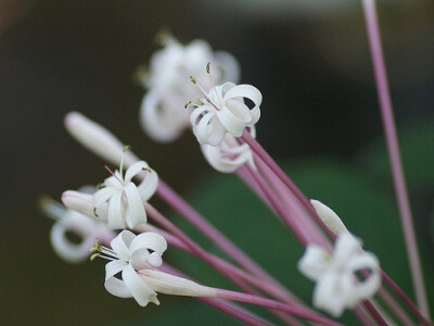 Clerodendrum quadrilocular 焰火树♥ 别名：星烁山茉莉、流星花♥ 形态：常绿灌木或小乔木，株高50厘米左右。叶片心形至圆形，对生，浓绿，叶片边缘有锯齿，叶面稍粗糙。花顶生，长筒形，聚散状花序密生，花筒紫红…