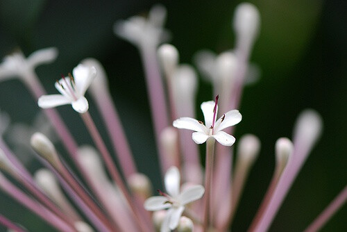 Clerodendrum quadrilocular 焰火树♥ 别名：星烁山茉莉、流星花♥ 形态：常绿灌木或小乔木，株高50厘米左右。叶片心形至圆形，对生，浓绿，叶片边缘有锯齿，叶面稍粗糙。花顶生，长筒形，聚散状花序密生，花筒紫红，前端炸开五片，洁白耀眼的长条形花瓣，宛如繁星闪烁，有如团团烟火而得名。株型美观，叶色秀美，花蕊翩翩起舞，花姿珍雅奇丽。春天开花，花期可达半年之久。 ♥ 分布：原产菲律宾及太平洋群岛等地，我国也有零星分布。