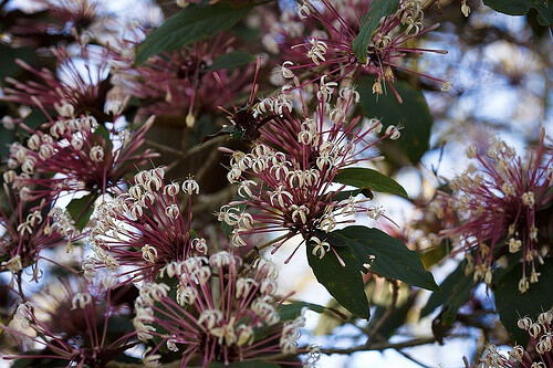 Clerodendrum quadrilocular 焰火树♥ 别名：星烁山茉莉、流星花♥ 形态：常绿灌木或小乔木，株高50厘米左右。叶片心形至圆形，对生，浓绿，叶片边缘有锯齿，叶面稍粗糙。花顶生，长筒形，聚散状花序密生，花筒紫红，前端炸开五片，洁白耀眼的长条形花瓣，宛如繁星闪烁，有如团团烟火而得名。株型美观，叶色秀美，花蕊翩翩起舞，花姿珍雅奇丽。春天开花，花期可达半年之久。 ♥ 分布：原产菲律宾及太平洋群岛等地，我国也有零星分布。