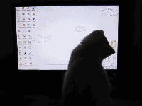 无敌二的喵星人~