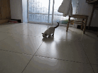 当喵星人见到汪星人..... - -