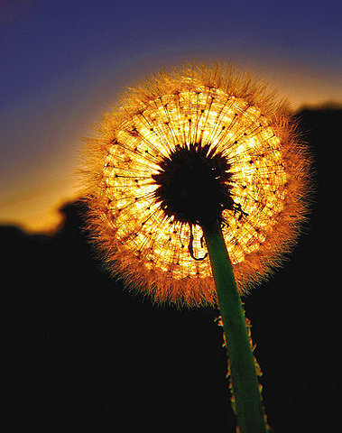 流动的光影，生命的姿态