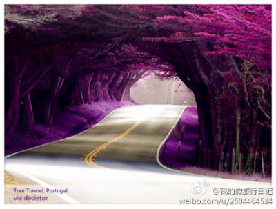 沿路的一片紫色树隧道……葡萄牙的国花是薰衣草