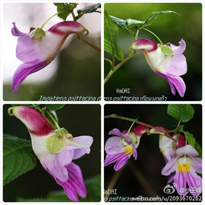 Impatiens psittacina 鹦鹉花 凤仙花科。侧面看的样子真的好像鹦鹉