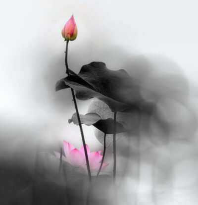 轻吟一句情话，执笔一幅情画。绽放一地情花，覆盖一片青瓦。共饮一杯清茶，同研一碗青砂。挽起一面轻纱，看清天边月牙。爱像水墨青花，何惧刹那芳华。《水墨青花》－徐志摩