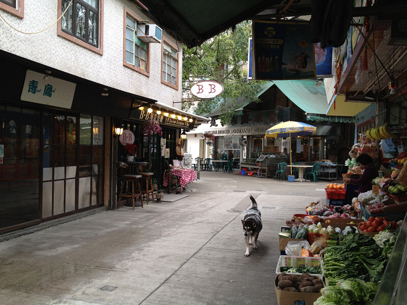 南Y岛随处可见的狗狗