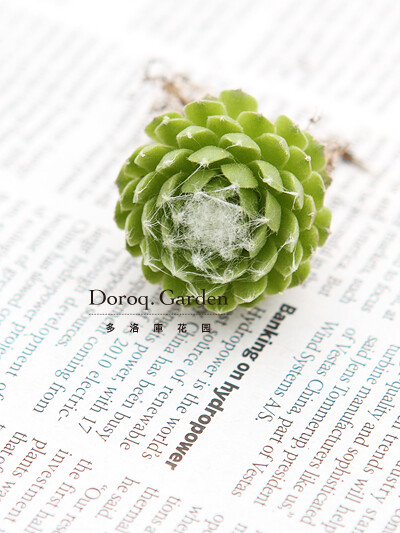 学名：Sempervivum Arachnoideum(蛛丝卷绢)属名：长生草属科名：景天科原生于高山的气候环境，是比较耐寒的品种，叶片中心有蛛丝一般的絮状物连接，
<br />生长季节下部叶片间会萌生出子株，
<br />要注意，浇水时若淋到叶片，
<br />丝状绒毛会消失。
<br />生长季节为春秋季，土完全干了再浇水。
<br />夏季请保持空气流通，避免暴晒。
<br />冬季请尽可能多给予日照