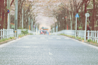 樱花路