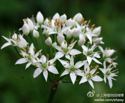 韭花，Allium tuberosum Rottler ex Spreng.，百合科葱属。虽然花朵很小，却洁白无瑕，六个小小的花瓣如米粒，近看银星闪烁，一簇簇开的十分美丽，蜂飞蝶舞，招人喜爱。韭菜花可以食用，不管是做菜还是腌制，都是风…