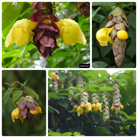 菲律宾石梓（Gmelina philippensis）原产菲律宾等东南亚国家，与国内原产的海南石梓及云南石梓同属于马鞭草科石梓属。浓密的绿叶和奇特的花形，令其在热带地区成为优良的观花藤本植物。