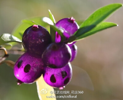 匐枝亮绿忍冬（Lonicera ligustrina var. yunnanensis 'Maigrün'），忍冬科忍冬属。也可以叫‘五月绿’亮叶忍冬，学名常写为Lonicera nitida 'Maigrun'，但FOC认为是异名。商品名Lonicera nitida MAYGREEN