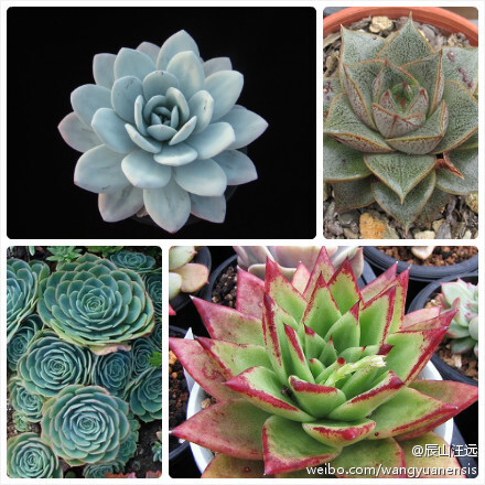 石莲花属（Echeveria），也称拟石莲属，约167种。属名为纪念18世纪西班牙植物学家阿塔纳西奥·埃切维里亚·科多（Atanasio Echeverria Codoy）。图1：雪莲（E. laui）；图2：大和锦（E. purpusorum）；图3：玉蝶（E. glauca）；图4：魅惑之宵（‘唇膏’冬云E. agavoides 'Lipstick'）