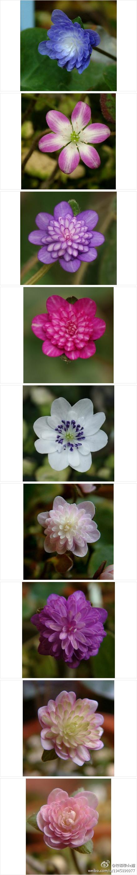 这个可爱的小贵族 名叫 雪割草