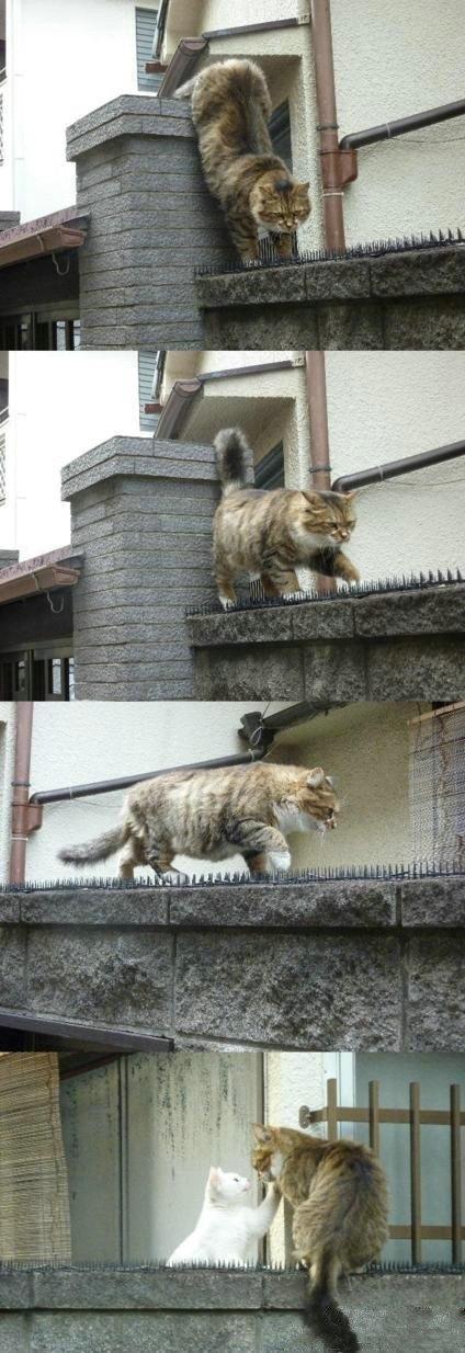 这就是爱，千难万险，只为见她一面这就是爱，千难万险，只为见她一面