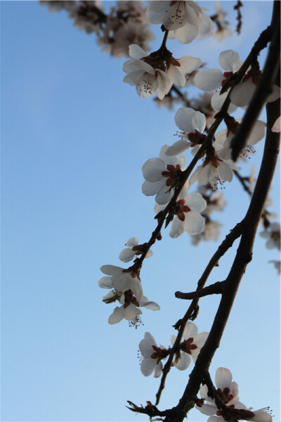 樱花 photo by DreayAnn