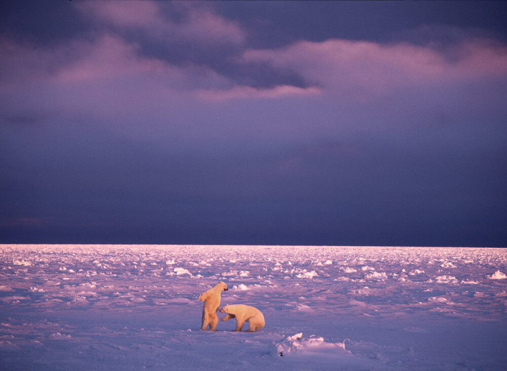 两只北极熊 from美国国家地理杂志