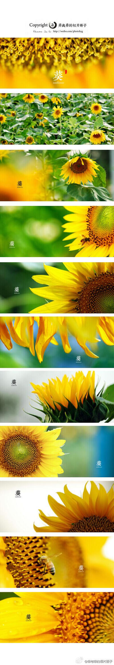 更无柳絮因风起,惟有葵花向日倾