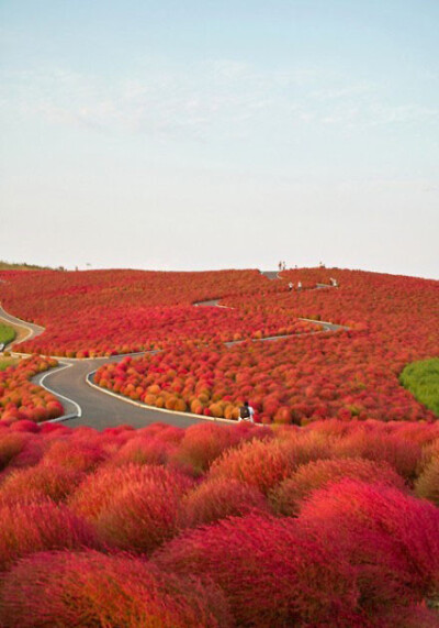 日本Kochia Hill，美得太像画！