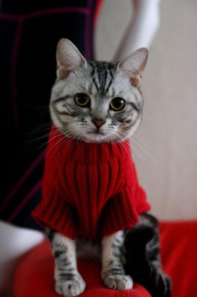 毛衣好暖和