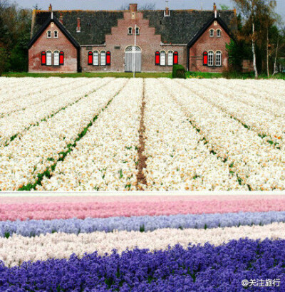 荷兰郁金香花田！想住在这里的童鞋举手。.jpg