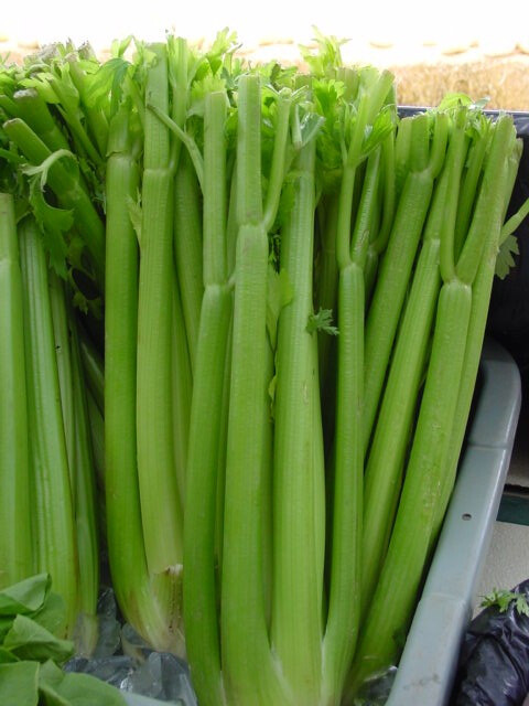 celery 芹菜