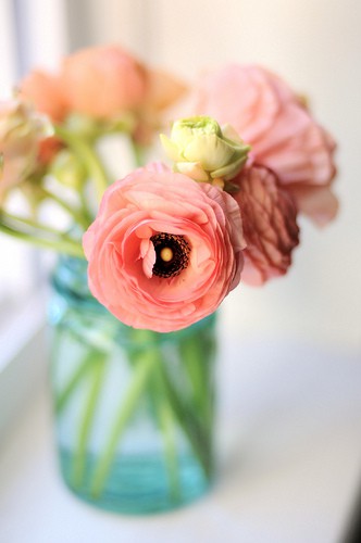 ranunculus