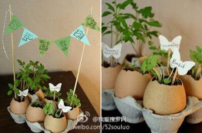 简易有趣的春日礼物——蛋壳盆栽DIY教程http://www.52souluo.com/32413.html