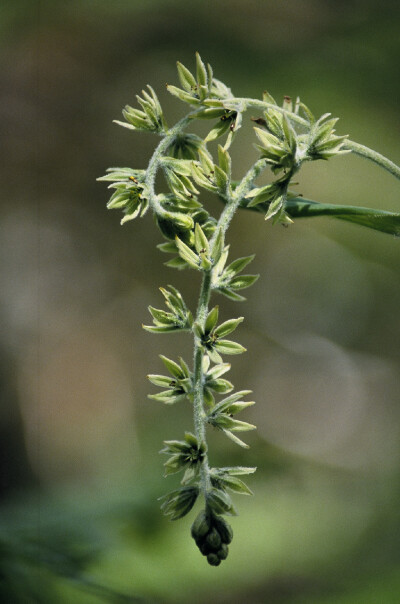 美花垂姿~ 藜芦，学名：Veratrum nigrum L. 百合科藜芦属多年生草本，别名山葱。