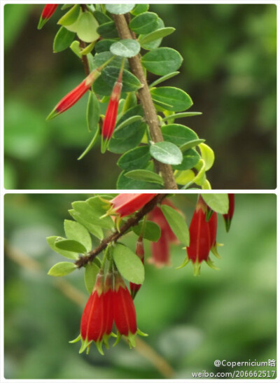 五翅莓，Agapetes serpens，杜鹃花科树萝卜属