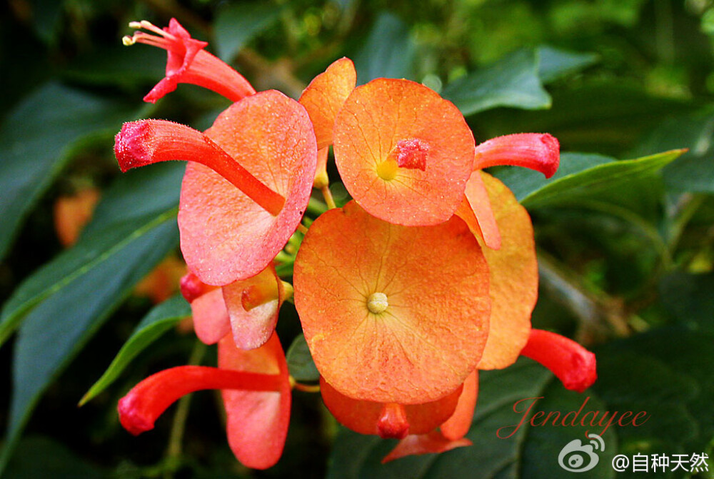 冬红为马鞭草科冬红属植物又名阳伞花帽子花