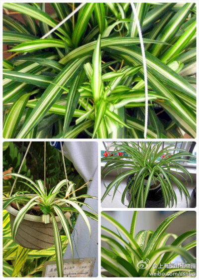 金心吊兰，Chlorophytum comosum，百合科，吊兰属，可去除空气中烟味及家具散发甲醛等有毒有害物质，素有“绿色净化器”之美称。