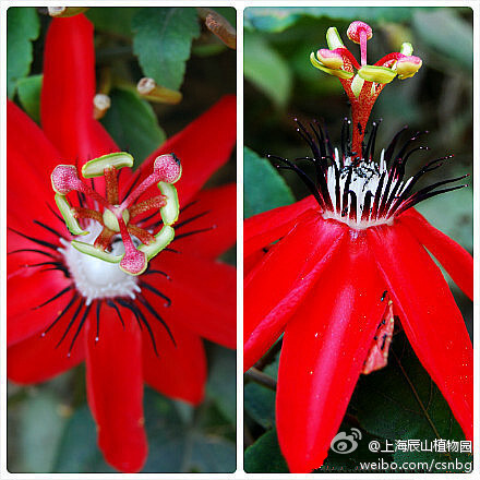 红花西番莲，Passiflora coccinea，西番莲科，西番莲属，原产于圭亚那。舒展的鲜红色花瓣，内敛的纯白色副花冠，亭亭玉立的合生雌雄蕊，每一个细节都被琢磨得格外别致生动