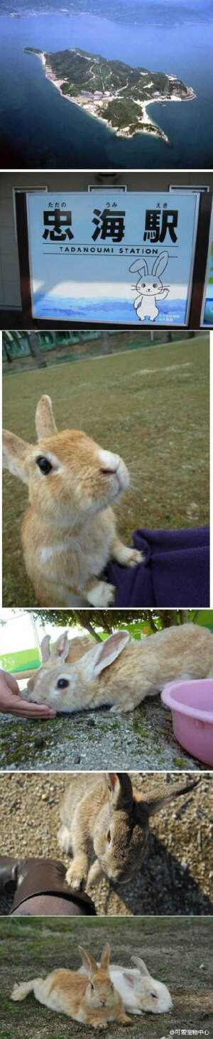 日本广岛县的大久野岛，有个度假村，那里有300多只兔子。而且不是在笼子里的，可以摸的毛茸茸们！