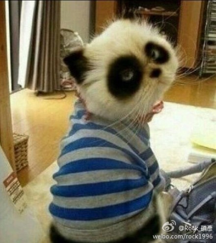 I am really a cat, not panda 我真的是貓，不是貓熊