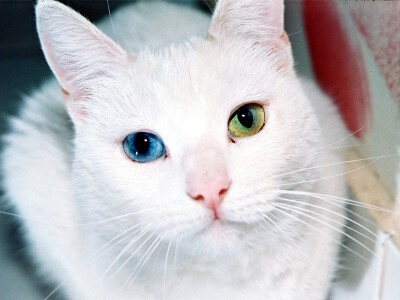 SPECIAL KITTY♥WIF TWO DIFFERENT EYES COLORS