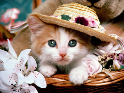 KITTY WITH HAT♥COME ON, YOU ARE SO CUTE!!