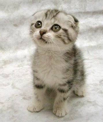 ANOTHER LOVELY ADORABLE KITTY, LOOK.... SO CUTE♥♥