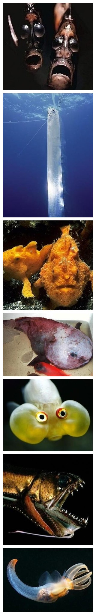 这种海洋生物好可怕嘞、、、