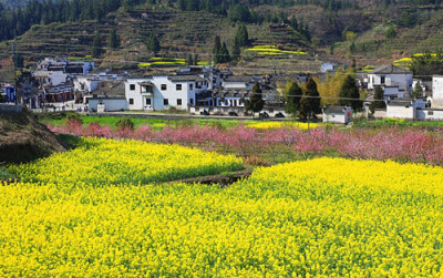 黄山 西递宏村 宏村的油菜花和它的黑瓦白墙一样久负盛名。