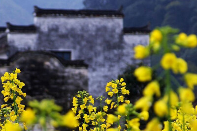 婺源油菜花。