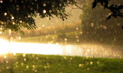 金色雨水