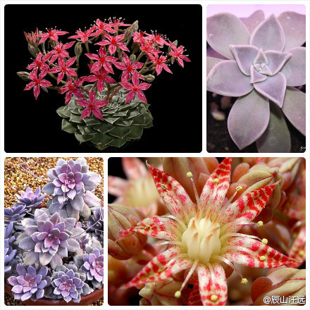 11 风车草属（Graptopetalum），约18种。属名来自希腊词汇graptos（绘画，标记）和petalon（花瓣），指花瓣颜色丰富～图1：别露珠（Graptopetalum bellum）图2：石莲花（Graptopetalum paraguayense）图3：五蕊风车草（Graptopetalum pentandrum）图4：银天女（Graptopetalum rusbyi）