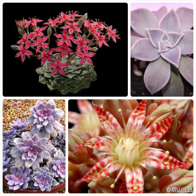 11 风车草属（Graptopetalum），约18种。属名来自希腊词汇graptos（绘画，标记）和petalon（花瓣），指花瓣颜色丰富～图1：别露珠（Graptopetalum bellum）图2：石莲花（Graptopetalum paraguayense）图3：五蕊风车…