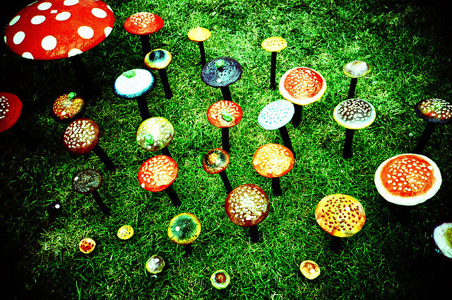 magic mushrooms from lomo