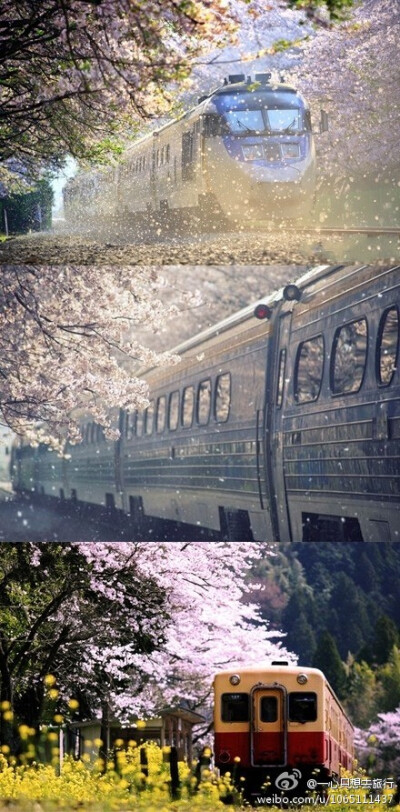 火车穿过樱花飘舞的轨道
